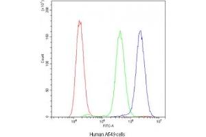 Flow cytometry testing of human A549 cells with ADO antibody at 1ug/10^6 cells (blocked with goat sera) (ADO anticorps)