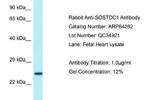 Western Blotting (WB) image for anti-Sclerostin Domain Containing 1 (SOSTDC1) (C-Term) antibody (ABIN2789780) (SOSTDC1 anticorps  (C-Term))