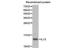 Western Blotting (WB) image for anti-Interleukin 13 (IL13) antibody (ABIN1873190) (IL-13 anticorps)