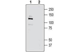 Western blot analysis of rat brain membranes: - 1. (Adhesion G-Protein Coupled Receptor G6 (ADGRG6) (AA 753-767), (Extracellular) anticorps)