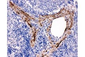IHC-P: ADAM19 antibody testing of rat spleen tissue