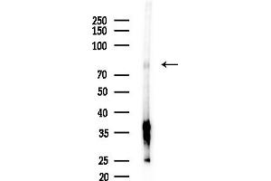 anti-Polymerase (DNA Directed) iota (POLI) (N-Term) antibody