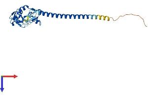 AlphaFold protein structure predicition of Mouse Recombinant Rnf151 Protein, UniprotID Q9CQ29