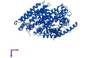 AlphaFold protein structure predicition of Mouse Recombinant Thop1 Protein, UniprotID Q8C1A5