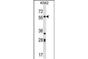 Western blot analysis in K562 cell line lysates (35ug/lane). (SOX11 anticorps  (N-Term))