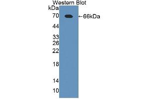 Western blot analysis of the recombinant protein. (TLR5 anticorps  (AA 327-646))