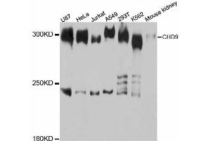 Western blot analysis of extracts of various cell lines, using CHD9 antibody (ABIN5997434) at 1:3000 dilution. (CHD9 anticorps)