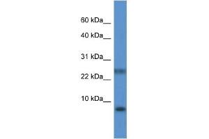 Western Blot showing PRAC antibody used at a concentration of 1. (PRAC anticorps  (N-Term))