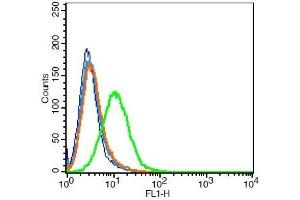 Rat H9C2 cells probed with Rabbit Anti-MOT8/SLC16A2 Polyclonal Antibody, Unconjugated  at 3ug for 30 minutes followed by incubation with a conjugated secondary -FITC)(green) for 30 minutes compared to control cells (blue), secondary only (light blue) and isotype control (orange).