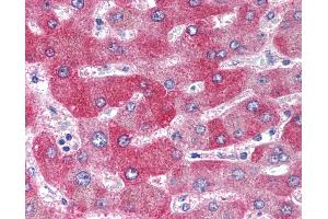 Anti-WNT1 antibody IHC of human liver.