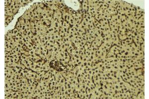 ABIN6277224 at 1/100 staining Mouse liver tissue by IHC-P. (Interleukin enhancer-binding factor 3 (ILF3) (Internal Region) anticorps)