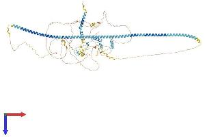 AlphaFold protein structure predicition of Human Recombinant INCENP Protein, UniprotID Q9NQS7