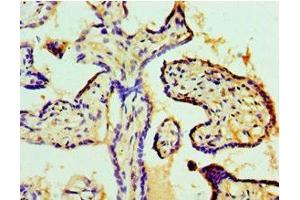 Immunohistochemistry of paraffin-embedded human placenta tissue using ABIN7148188 at dilution of 1:100 (Coilin anticorps  (AA 297-576))