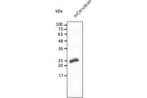 Western Blotting (WB) image for anti-mCerulean Fluorescent Protein antibody (ABIN7273086) (mCerulean Fluorescent Protein anticorps)