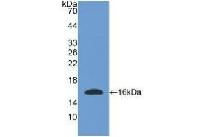 Detection of Recombinant OGN, Mouse using Polyclonal Antibody to Osteoglycin (OGN) (OGN anticorps  (AA 180-298))