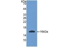 Detection of Recombinant OGN, Mouse using Polyclonal Antibody to Osteoglycin (OGN)