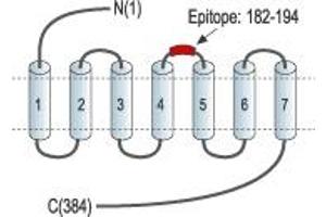 Representative domain view of the target of ABIN7043766. (SSTR4 anticorps  (2nd Extracellular Loop))