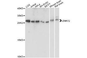 Western blot analysis of extracts of various cell lines, using ZMAT2 antibody.
