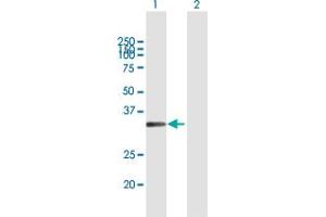 Western Blot analysis of MSX1 expression in transfected 293T cell line by MSX1 MaxPab polyclonal antibody. (MSX1 anticorps  (AA 1-297))