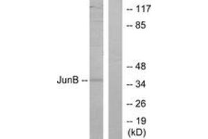 Western blot analysis of extracts from HeLa cells, using JunB (Ab-259) Antibody.