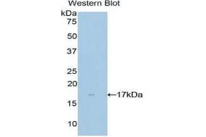 Western Blotting (WB) image for anti-NME/NM23 Nucleoside Diphosphate Kinase 4 (NME4) (AA 67-185) antibody (ABIN1860008) (NME4 anticorps  (AA 67-185))