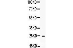 Western blot analysis of Apolipoprotein A I expression in Mouse Liver extract (lane 1). (APOA1 anticorps  (AA 25-264))