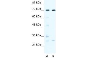 WRNIP1 antibody used at 0. (WRNIP1 anticorps  (N-Term))