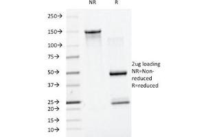 SDS-PAGE Analysis of Purified, BSA-Free SUMO1 Antibody (clone SM1/495). (SUMO1 anticorps)