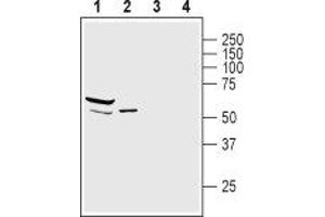 Western blot analysis of mouse heart lysate (lanes 1 and 3) and rat skeletal muscle membranes (lanes 2 and 4): - 1,2. (SNTA1 anticorps  (Intracellular, PH1 Domain))