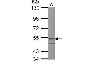 Image no. 1 for anti-Follistatin-Like 1 (FSTL1) (AA 1-209) antibody (ABIN1498329) (FSTL1 anticorps  (AA 1-209))
