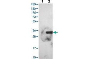 Western blot analysis of Lane 1: Negative control (vector only transfected HEK293T lysate), Lane 2: Over-expression Lysate (Co-expressed with a C-terminal myc-DDK tag (~3. (FGFBP2 anticorps)