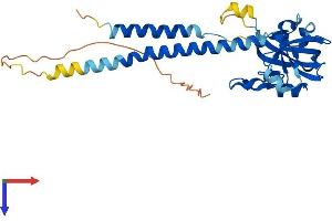 AlphaFold protein structure predicition of Human Recombinant SURF1 Protein, UniprotID Q15526