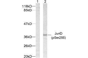 Western blot analysis of extracts from 293 cells using JunD (phospho-Ser255) antibody. (JunD anticorps  (pSer255))