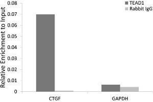 Chromatin immunoprecipitation analysis of extracts of HeLa cell line, using TE rabbit polyclonal antibody (ABIN6129488, ABIN6148982, ABIN6148984 and ABIN6217332) and rabbit IgG.
