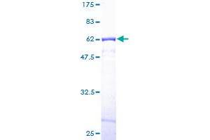 Image no. 1 for Capping Protein (Actin Filament) Muscle Z-Line, alpha 1 (CAPZA1) (AA 1-286) protein (GST tag) (ABIN1348020)