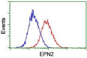 Image no. 11 for anti-Epsin 2 (EPN2) antibody (ABIN1498050)