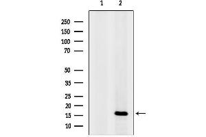 Western blot analysis of lysates from Rat muscle, using GYPA Antibody.