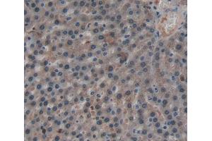 IHC-P analysis of Rat Tissue, with DAB staining. (PROS1 anticorps  (AA 261-496))