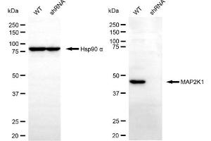 Western blotting analysis using MAP2K1 antibody (ABIN7799459). (MEK1 anticorps)