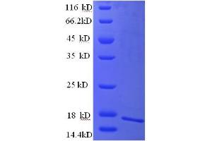 CEACAM4 Protein (AA 36-155, partial) (His tag)