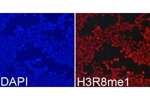 Immunofluorescence analysis of 293T cells using MonoMethyl-Histone H3-R8 antibody (ABIN3017482, ABIN3017483, ABIN3017484 and ABIN6220107). (Histone 3 anticorps  (H3R8me))
