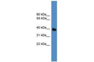 Image no. 1 for anti-Ubiquitin-Like Domain Containing CTD Phosphatase 1 (UBLCP1) (N-Term) antibody (ABIN6746362) (UBLCP1 anticorps  (N-Term))
