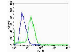 Flow cytometric analysis of U-87 MG cells using HBG2 Antibody (green) compared to an isotype control of rabbit IgG(blue).