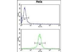 GALE Antibody (Center) (ABIN390889 and ABIN2841099) flow cytometry analysis of Hela cells (bottom histogram) compared to a negative control cell (top histogram). (GALE anticorps  (AA 142-171))