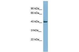 MAPK13 antibody used at 1 ug/ml to detect target protein. (MAPK13 anticorps  (Middle Region))