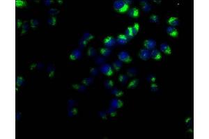Immunofluorescence staining of Hela cells with ABIN7147175 at 1:50, counter-stained with DAPI.