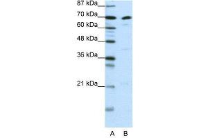 WB Suggested Anti-ILF3  Antibody Titration: 0. (Interleukin enhancer-binding factor 3 (ILF3) (N-Term) anticorps)