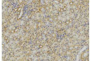 ABIN6279615 at 1/100 staining Mouse kidney tissue by IHC-P. (Neurotensin anticorps  (C-Term))