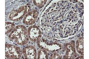 Image no. 2 for anti-Mitogen-Activated Protein Kinase Kinase 1 (MAP2K1) antibody (ABIN1499394) (MEK1 anticorps)