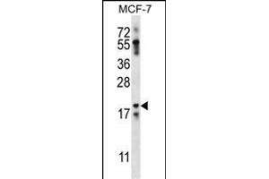 NRN1L Antibody (Center) (ABIN656859 and ABIN2846064) western blot analysis in MCF-7 cell line lysates (35 μg/lane). (Neuritin 1-Like anticorps  (AA 40-69))